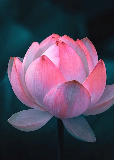 Meditation-Gemeinsam Meditieren-Meditation Gruppe Hier ist der geglättete Text für das Bild einer Lotosblüte: Ein Foto einer aufgehenden Lotosblüte mit einem weiss bis tiefrosa-farbenen Farbverlauf